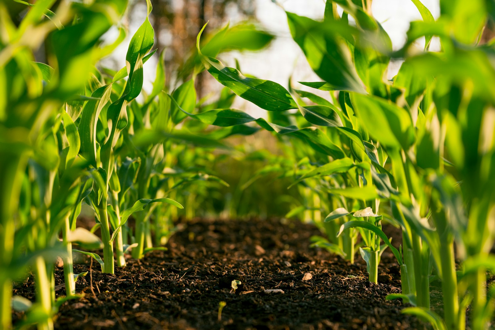 Produção agrícola